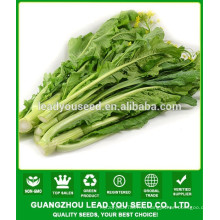 NCS08 Gaochan высокая доходность Гуанчжоу Чой сумма семена для сельского хозяйства